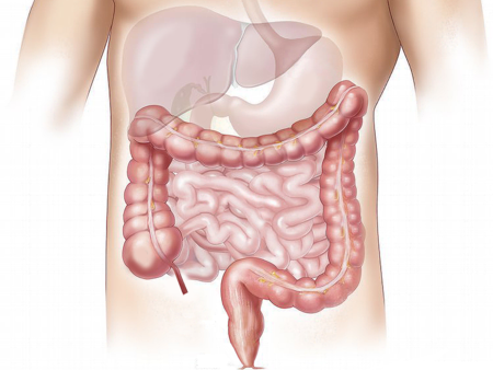 iGCSE Biology - 7.3 Physical digestion
