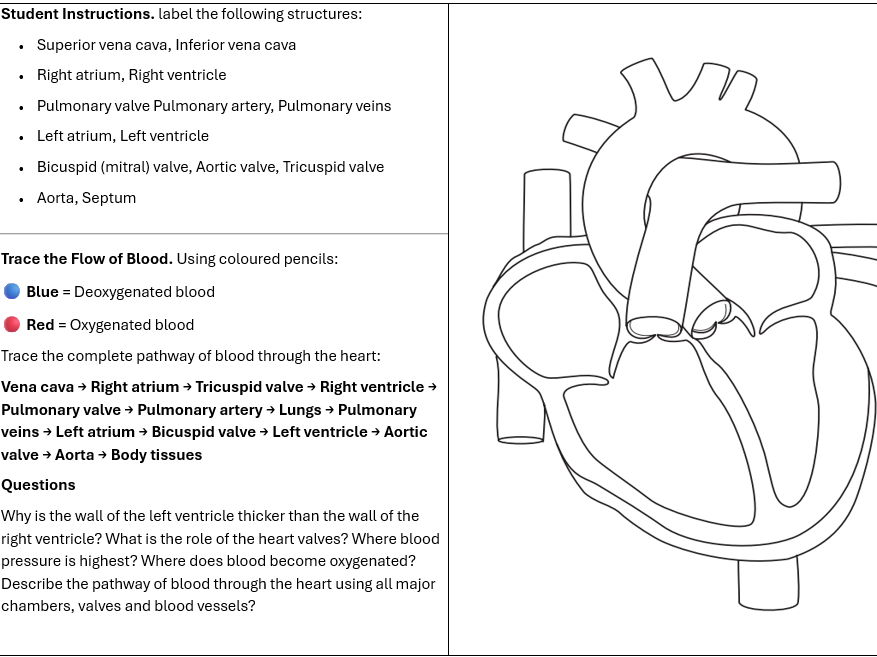 A3 Heart structure and blood flow task