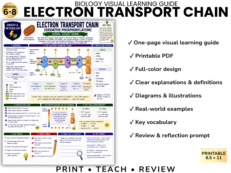 ELECTRON TRANSPORT CHAIN | Biology Visual Learning Guide | Grade 8 & Middle School Science