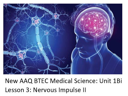NEW: AAQ BTEC Medical Science Unit 1B Nervous System - Lesson 3 Impulse II