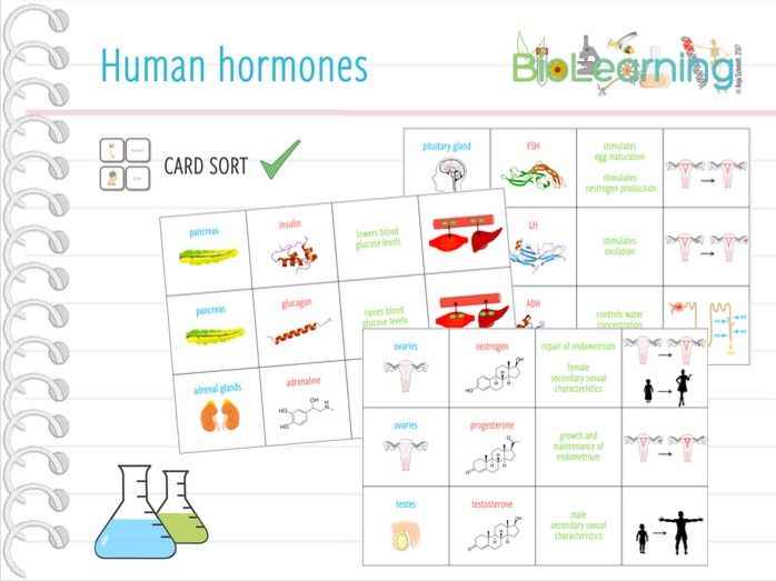 Human Hormones - Card sort (KS4/KS5) | Teaching Resources