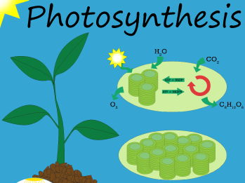 Photosynthesis slideshow