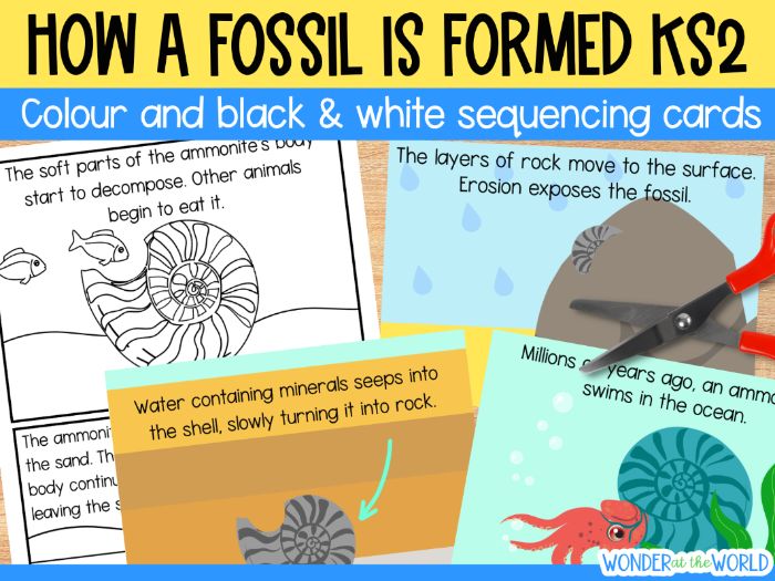 How a fossil is formed sequencing activity KS2 printable cards for stages of fossilisation