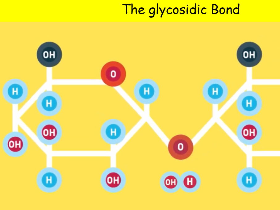 Complete A-Level Biology Lesson: Carbohydrates (Part 1) – Monomers, Polymers & Disaccharides