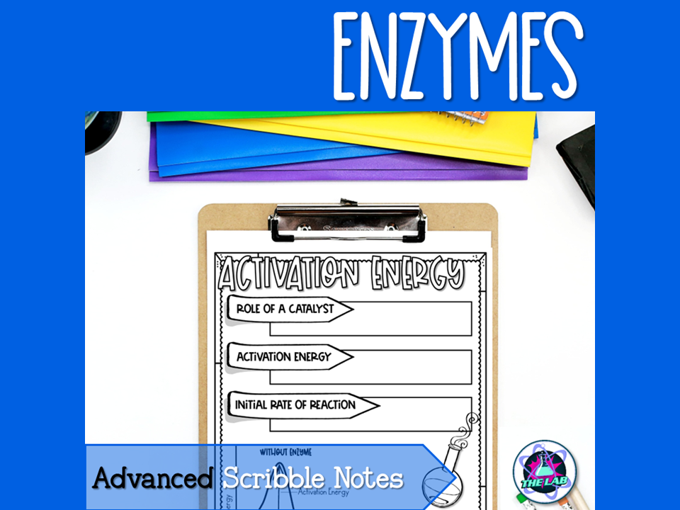 Enzymes Scribble Notes