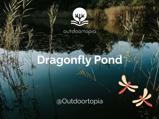 Dragonfly Pond