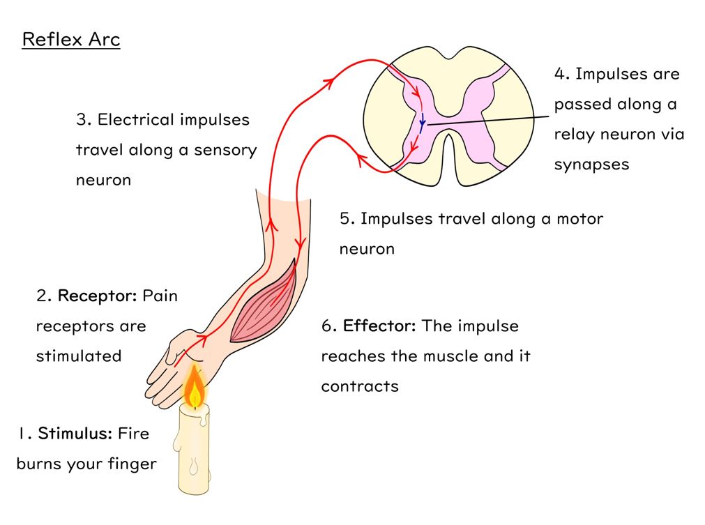 Nervous System Slides and Worksheet (GCSE Biology AQA) | Teaching Resources
