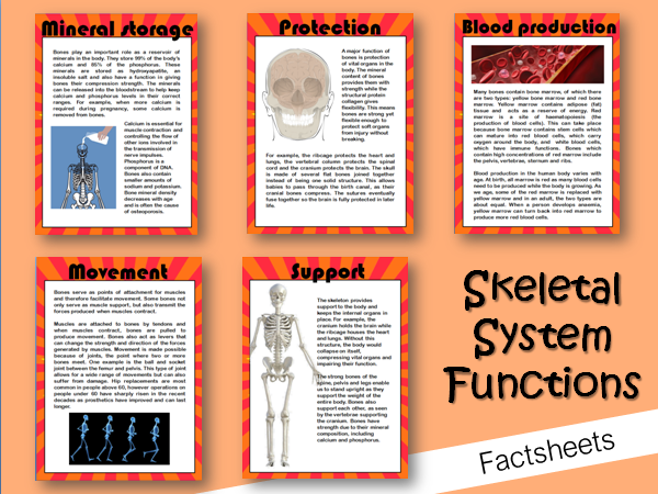 Skeletal System Functions Teaching Resources