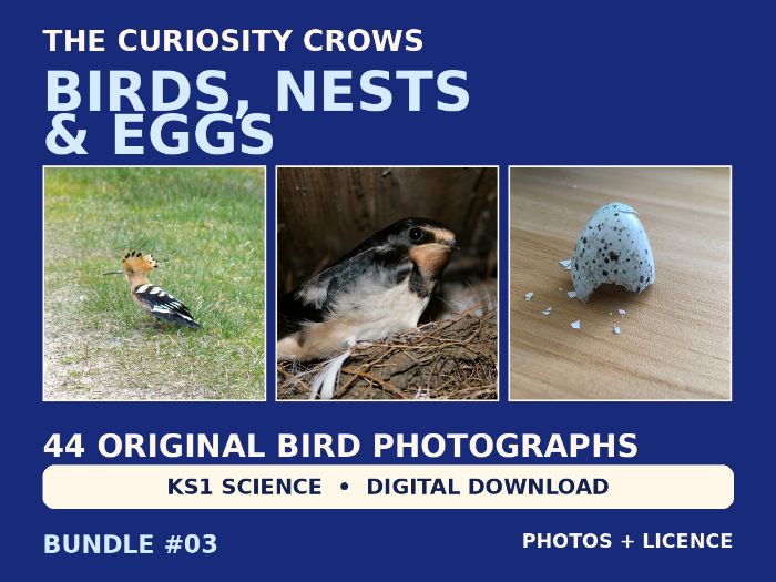 KS1 Birds, Nests and Eggs Photo Bundle | 44 Original Images