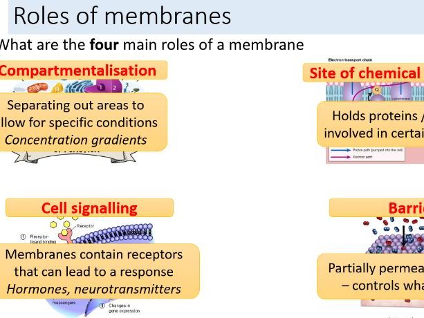 Ch5 Plasma Membranes - 7 lesson pack - OCR A level Biology A
