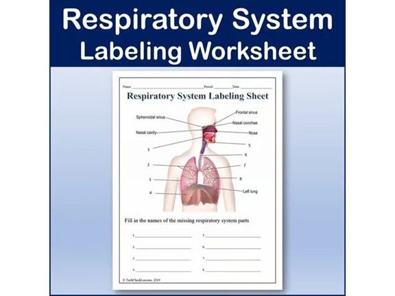 Respiratory System Labeling Worksheet - Science | Anatomy