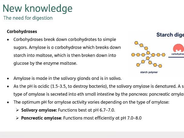 Enzymes and digestion