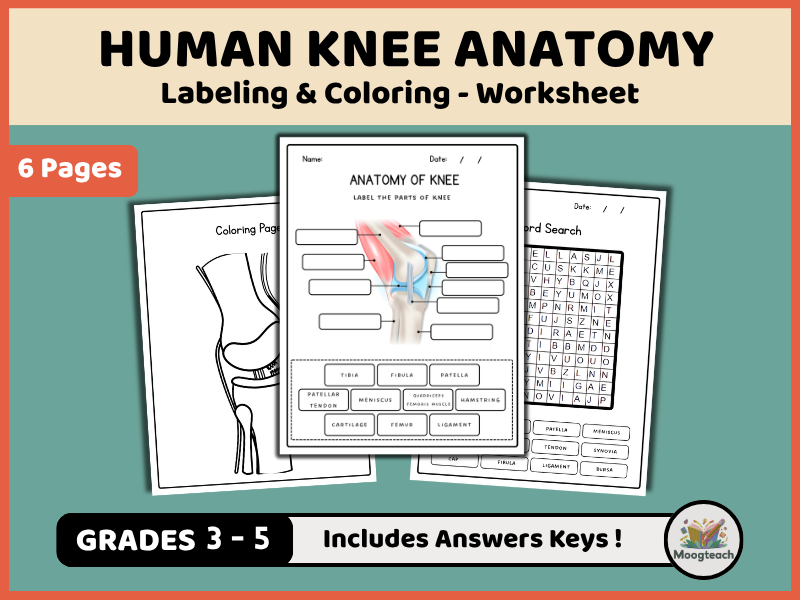 Knee Anatomy | Skeletal System | Labeling | Biology | Coloring Worksheet | KS2 | KS3 | Science