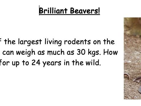 Non-Chronological Report - Beavers