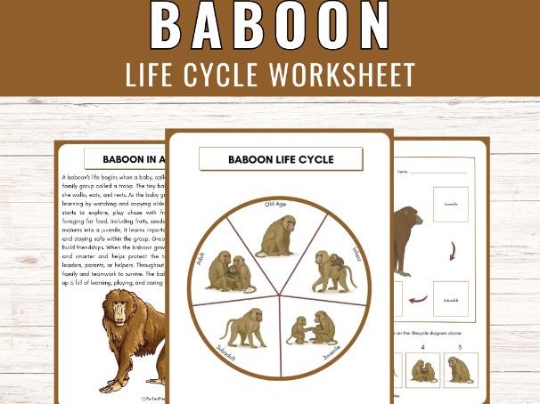 Life Cycle of a Baboon: African Primate Science Unit Study & Fun Facts!