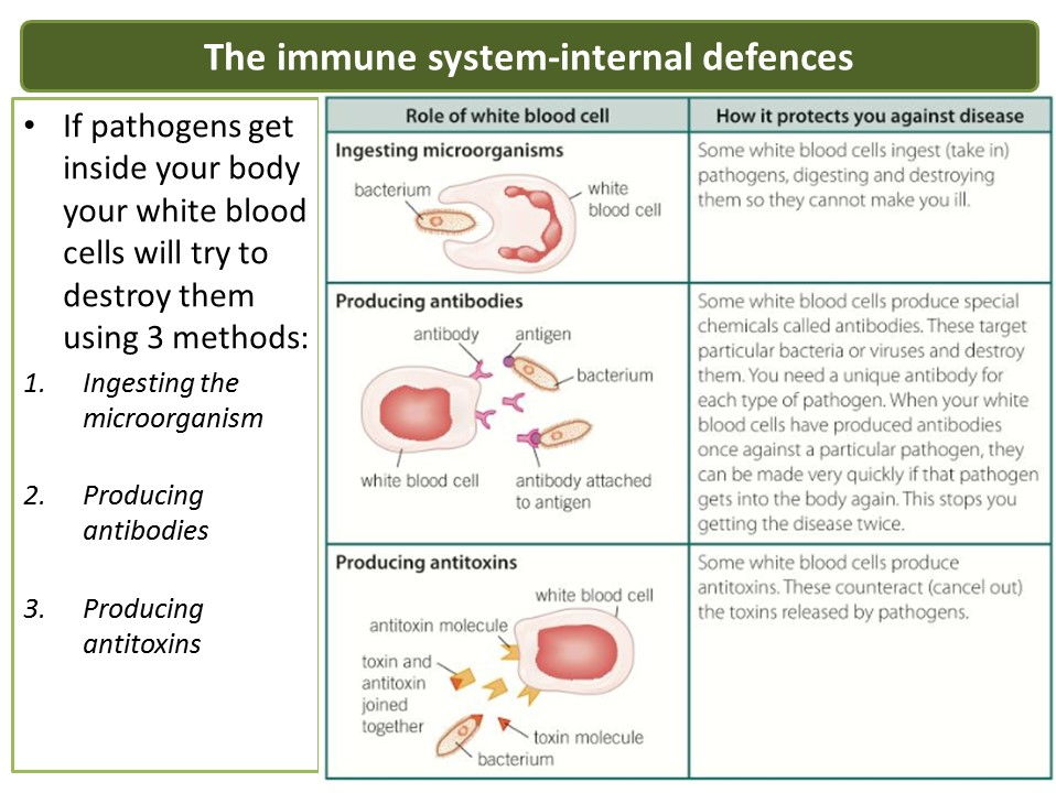 New GCSE AQA 2016 Biology Communicable diseases lesson 9 human defence