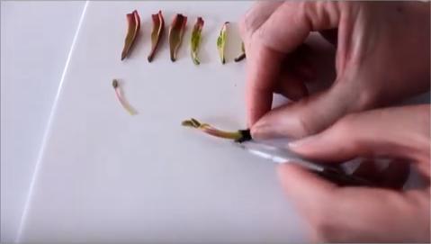 A-level set practicals - dissection and scientific drawing