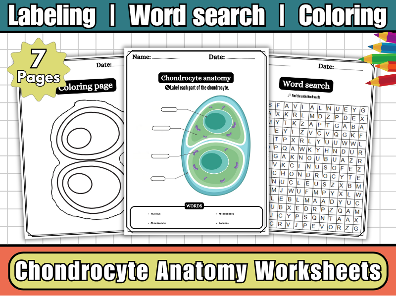 Chondrocyte Anatomy-Labeling Diagram Worksheet,Word Search & Coloring-Human Cell Biology Activity