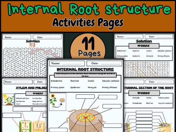 Root Structure/Internal Root Anatomy/Xylem and Phloem/Plant Roots