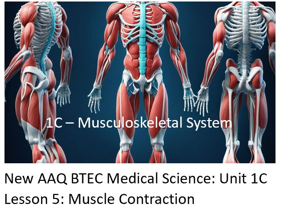 NEW: AAQ BTEC Medical Science Unit 1C Musculoskeletal System - Lesson 5: Muscular Contraction