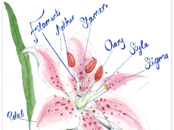 Plant structure