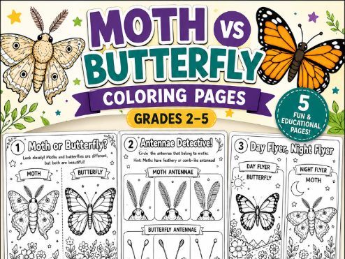 Moth vs Butterfly Coloring Pages | National Moth Week Compare & Sort Activities (Grade 2-5)