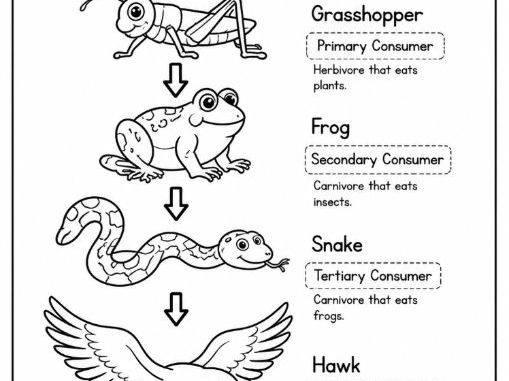Food Chains Sequence Information Colouring Sheet - grass to hawk