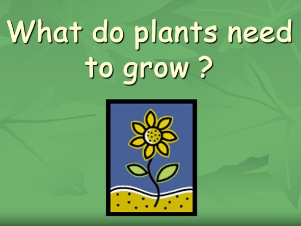 Year 3 Science - What plants need to grow lesson