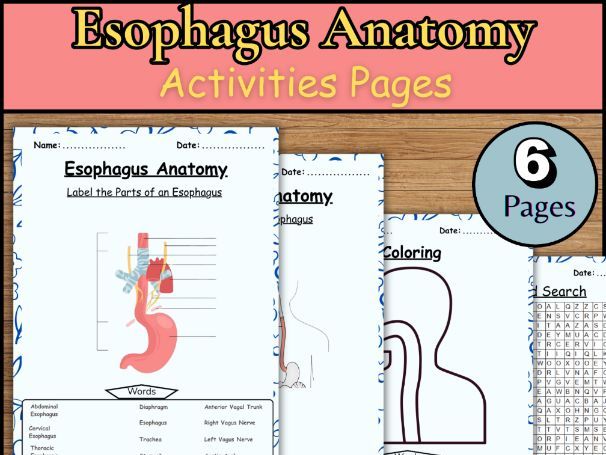 Esophagus anatomy/Word search/Label /Coloring page/Biology worksheet