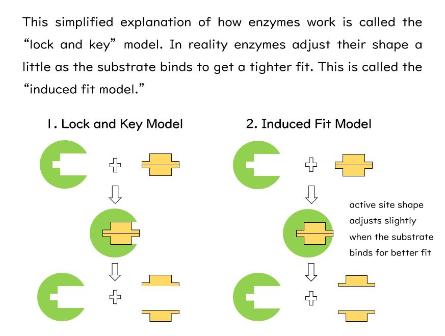 Enzyme and substrate picture