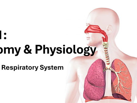 CTECH Level 3 Unit 1 Respiratory System