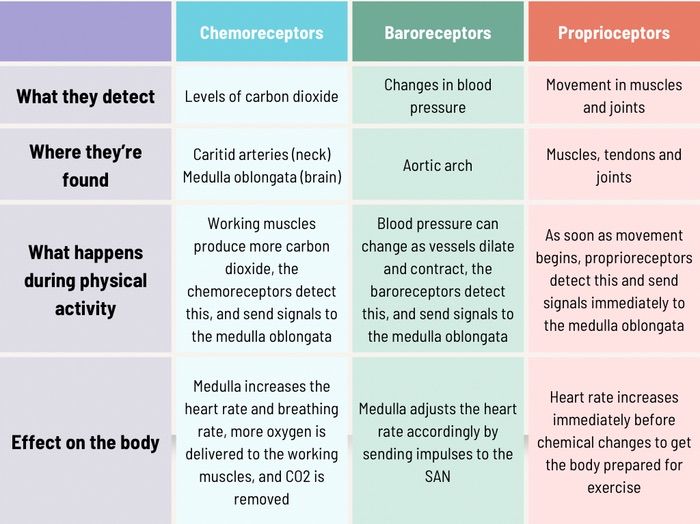 A-Level PE: Receptors