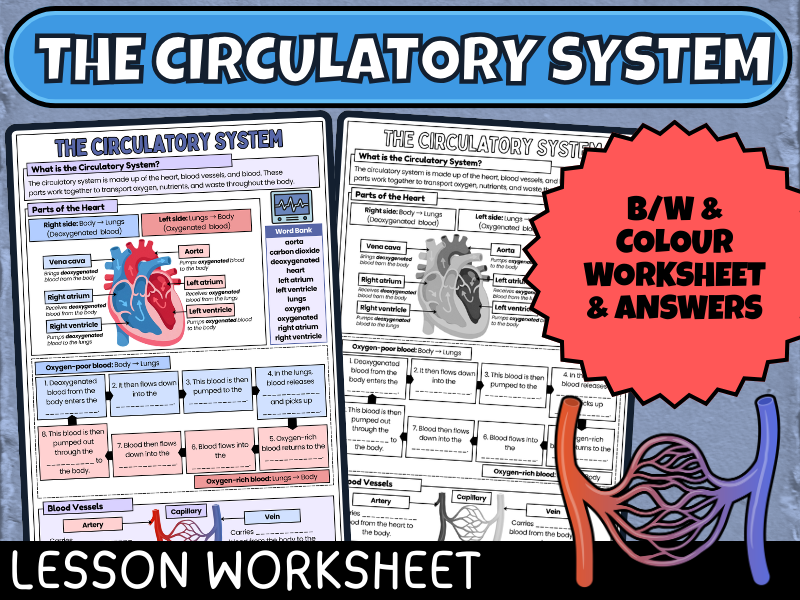 Circulatory System Worksheet: Body Systems