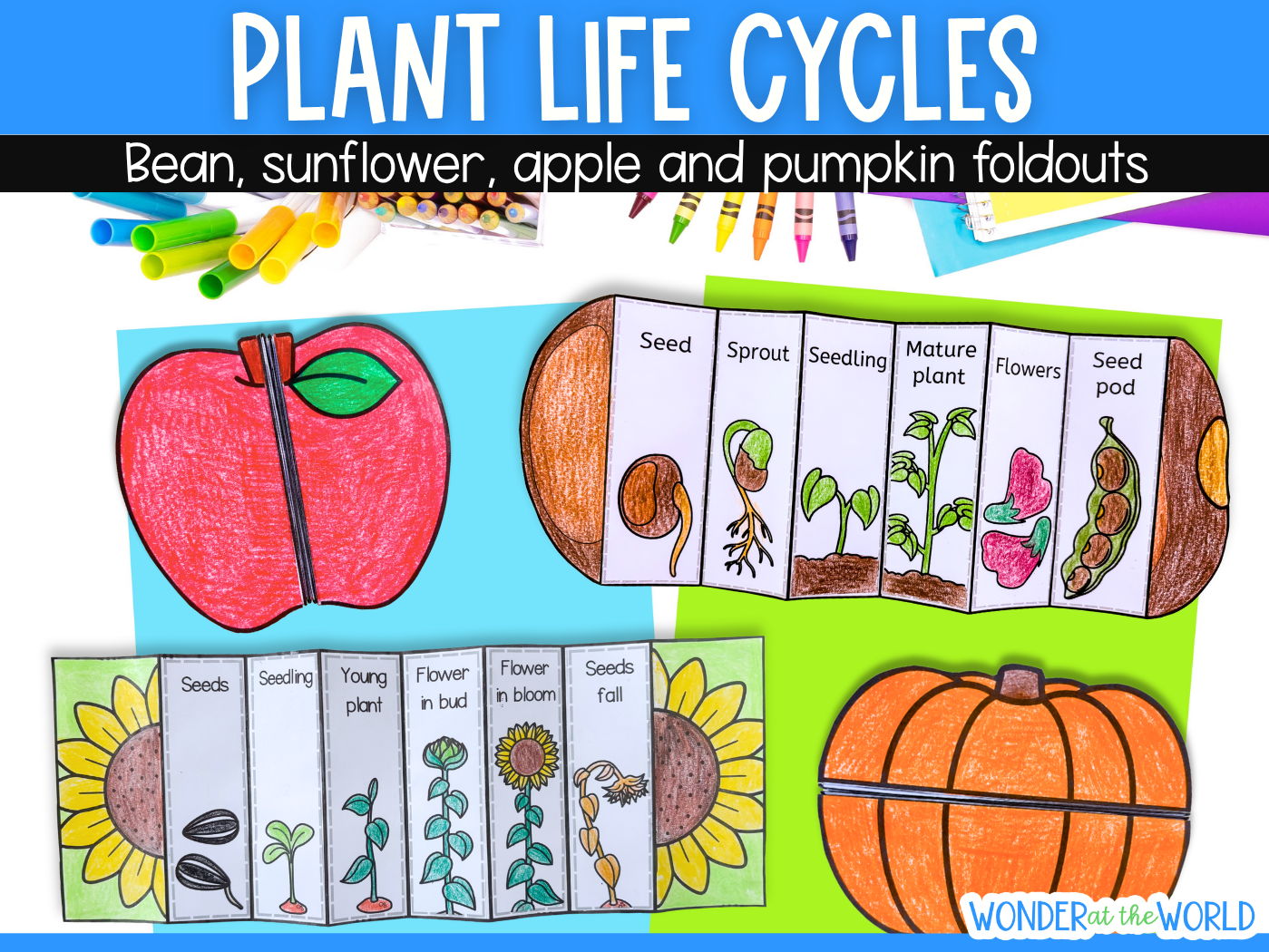 Plant life cycle foldable sequencing activities (sunflower, bean, pumpkin, apple)