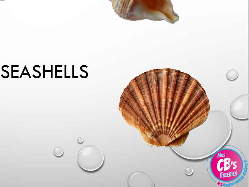 Sea shells powerpoint - full of seashell images and a variety of open ended, cross circular tasks