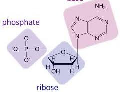 IB Biology A1.2 Nucleic Acids