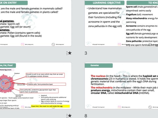 3B.4 Gametes Structure and Function Pearson Edexcel International A-level Biology