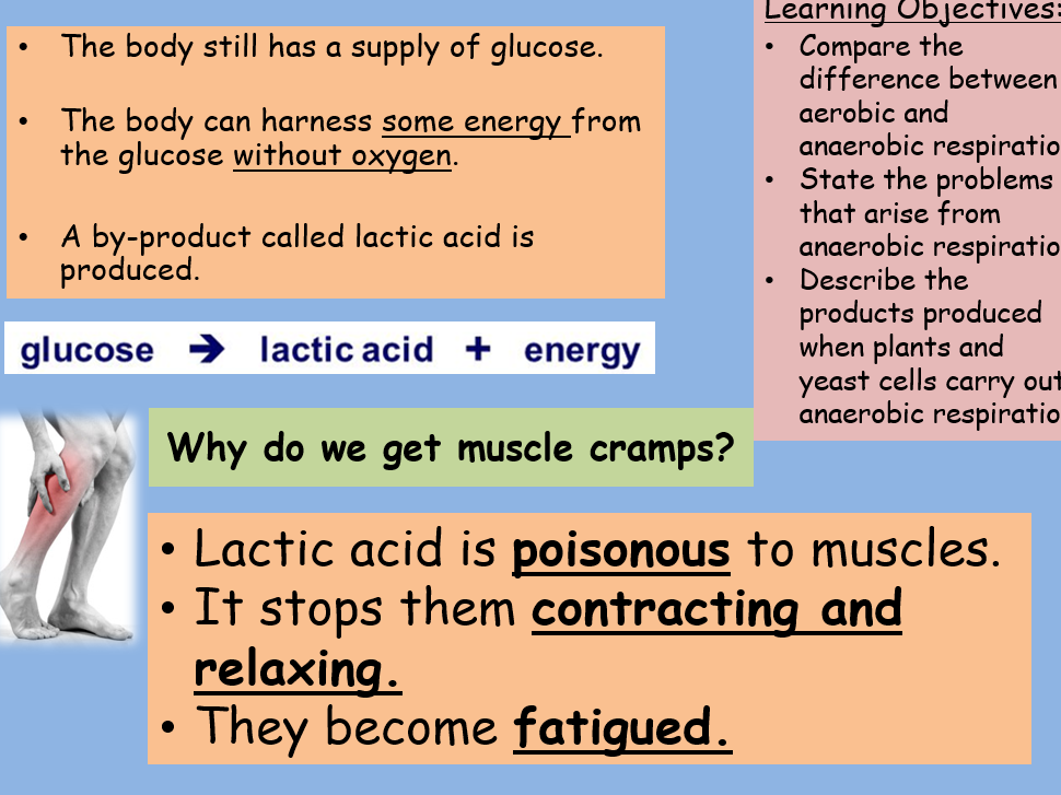 Anaerobic Respiration GCSE Full Lesson