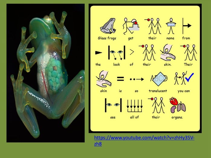 (widgit) SCIENCE - LIFE CYCLE - GLASS FROGS- CIP SYMBOL SUPPORTED