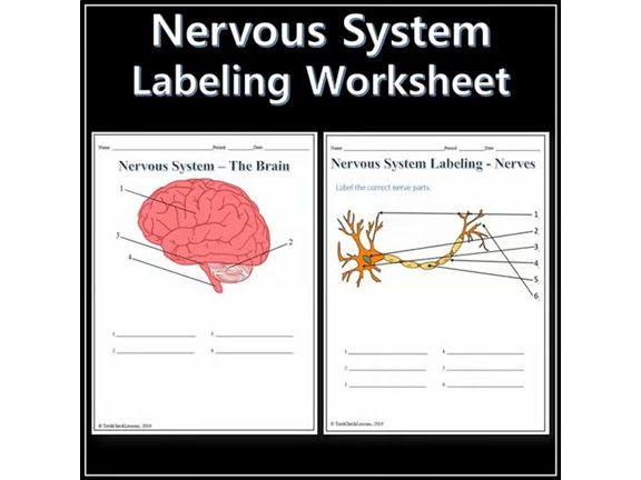 Nervous System Labeling Worksheets - Science | Anatomy