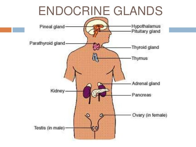 The Endocrine System Powerpoint Teaching Resources