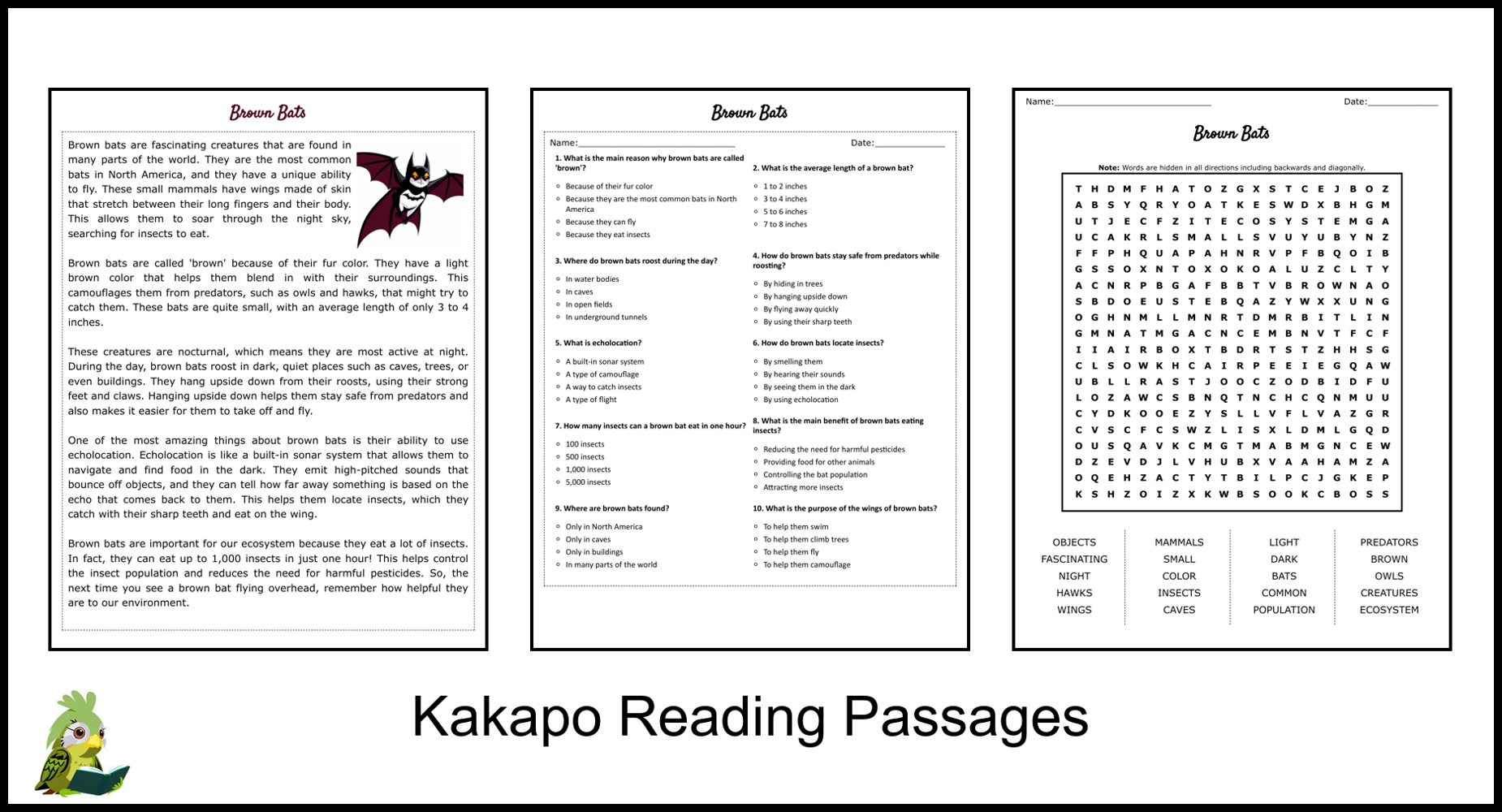 Brown Bats Reading Comprehension and Word Search | Teaching Resources