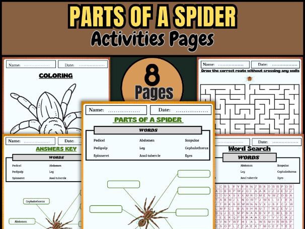 Parts of a Spider | Labeling, Coloring, Word Search, and Maze Activity
