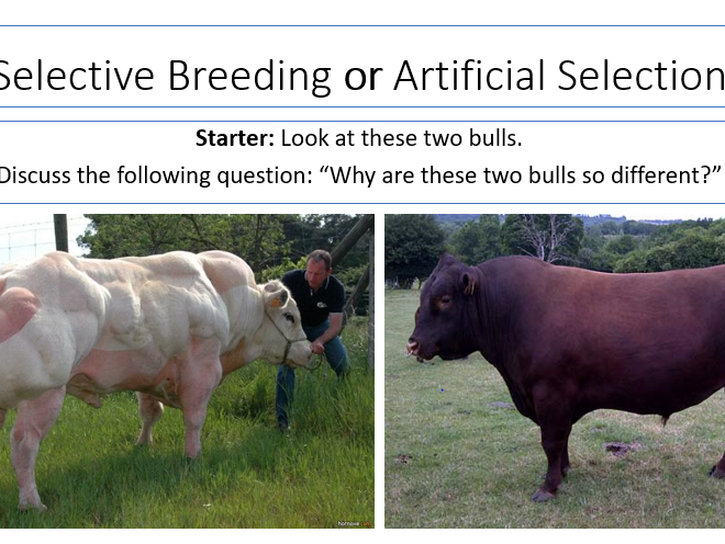KS4 Selective Breeding Artificial Selection Teaching Resources