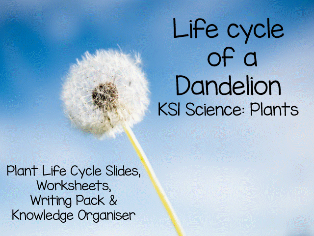 Dandelion Lifecycle KS1 | Plant Life Cycle Slides, Worksheets & Writing Pack