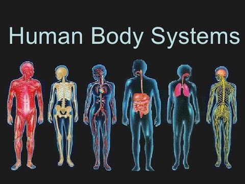 Edexcel GCSE PE - body systems - cardiovascular, muscular, respiratory and skeletal