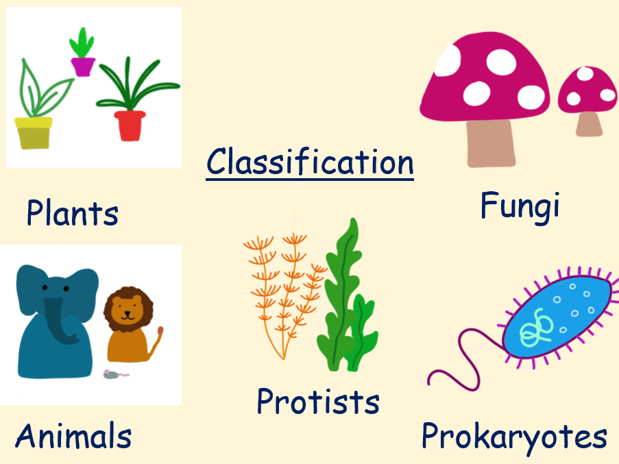 Classification Lesson KS3
