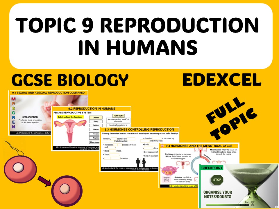 Human reproduction - iGCSE EDEXCEL