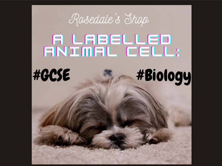 Labelled Animal Cell With Useful Definitions Biology GCSE/IGCSE Study Revision Notes Free
