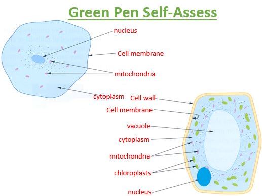 AQA GCSE Biology - B1 - Cell Structure